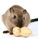 Illustration for article titled A Drug That Can Extend Life as Effectively As Dieting